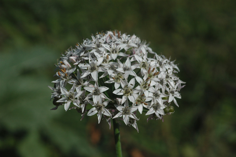 Image of Allium ramosum specimen.