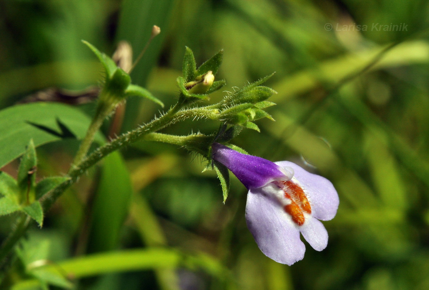 Изображение особи Mazus stachydifolius.