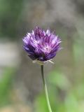 Allium aucheri