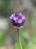 Allium aucheri