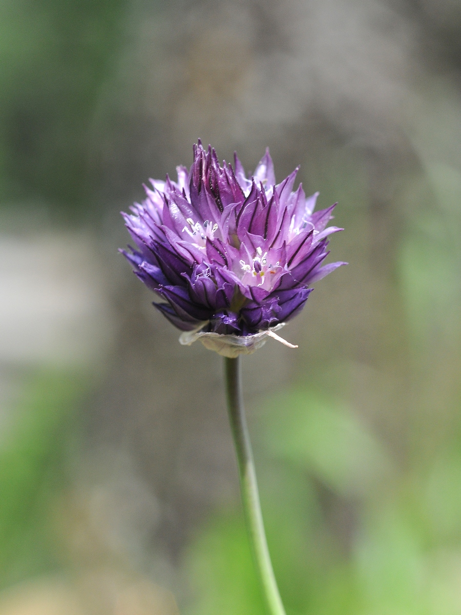 Image of Allium aucheri specimen.