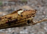Filipendula ulmaria. Основание прошлогоднего стебля с микромицетами. Окр. Архангельска, окраина леса. 12.08.2015.