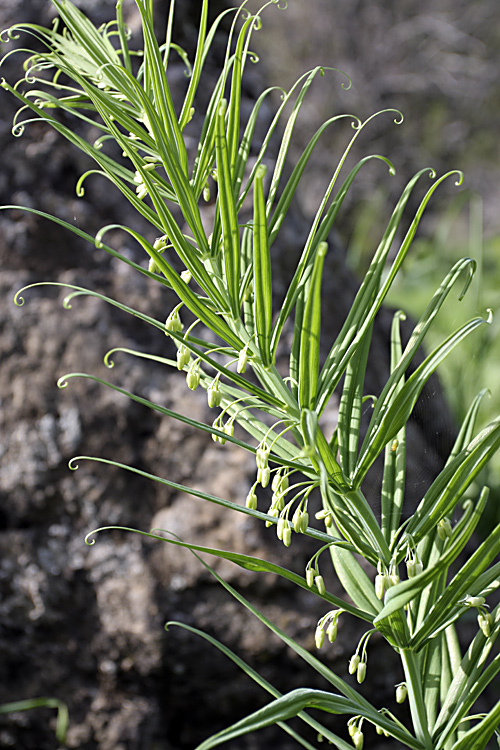 Изображение особи Polygonatum sewerzowii.