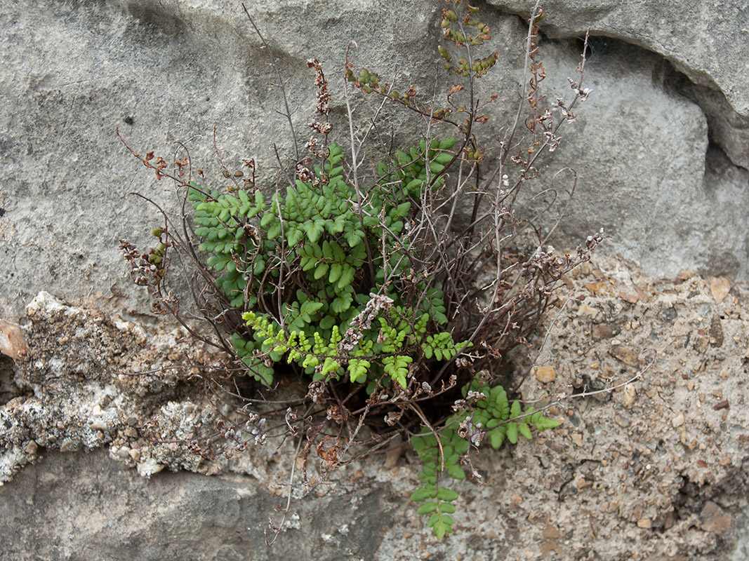 Изображение особи Oeosporangium acrosticum.