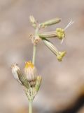 Silene pseudoholopetala. Верхушка соцветия с цветками и вызревшим плодом. Казахстан, хр. Шолак, северней вдхр. Капчагай. 23.06.2015.