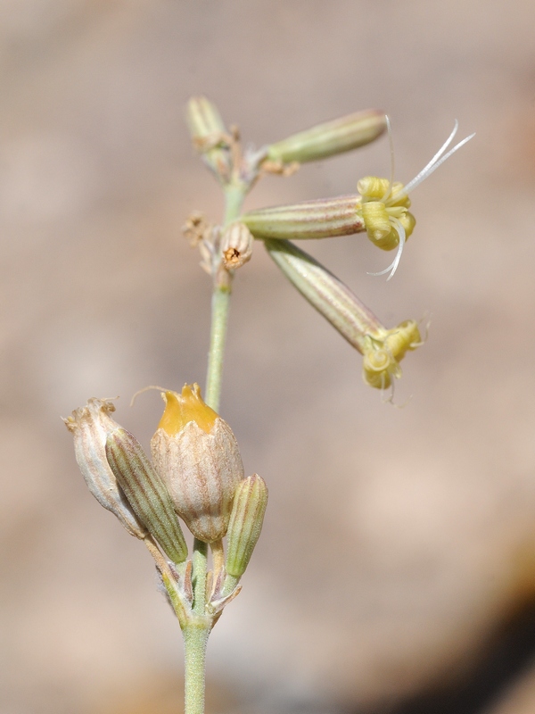 Image of Silene pseudoholopetala specimen.
