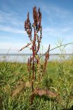 Rumex aquaticus