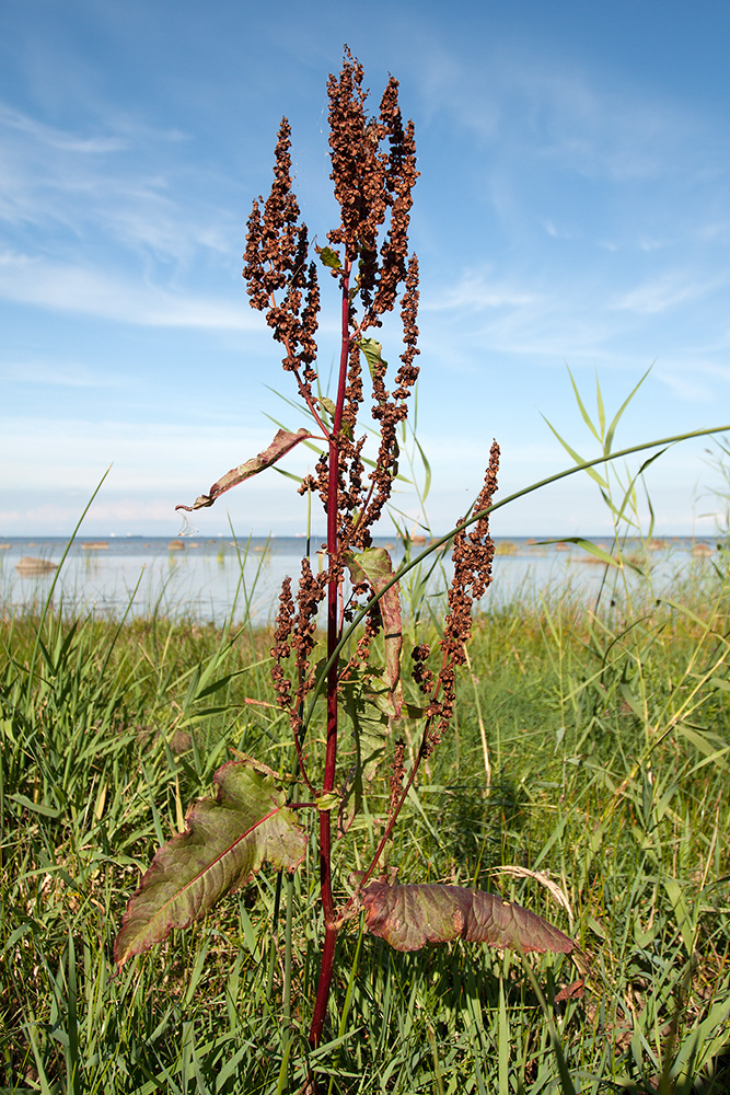 Изображение особи Rumex aquaticus.