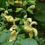 Salvia glutinosa