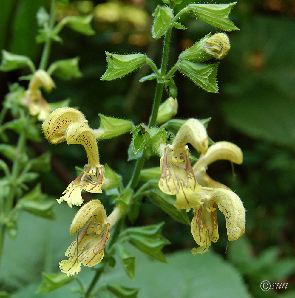 Изображение особи Salvia glutinosa.