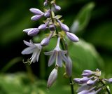 Hosta albomarginata. Часть соцветия. Московская обл., Раменский р-н, окр. дер. Хрипань, садовый участок. 30.06.2015.