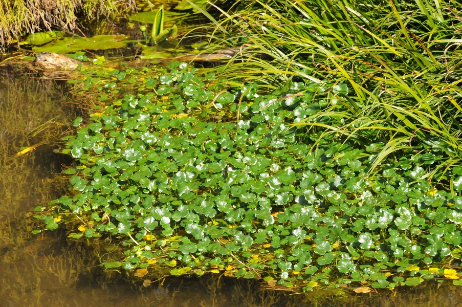 Изображение особи Hydrocotyle ranunculoides.