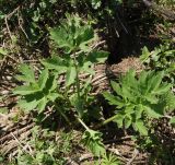 Heracleum dissectum