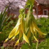 genus Uvularia