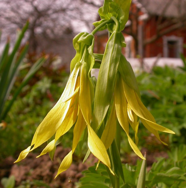 Image of genus Uvularia specimen.