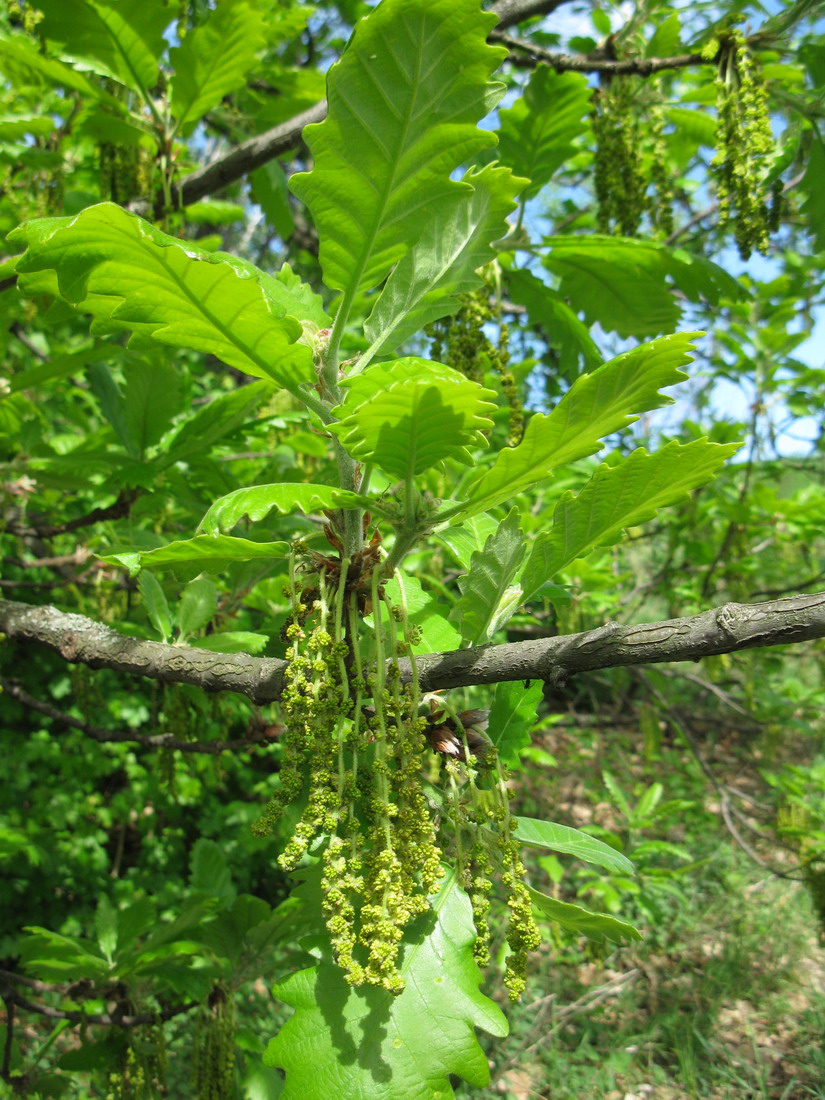 Изображение особи Quercus macranthera.