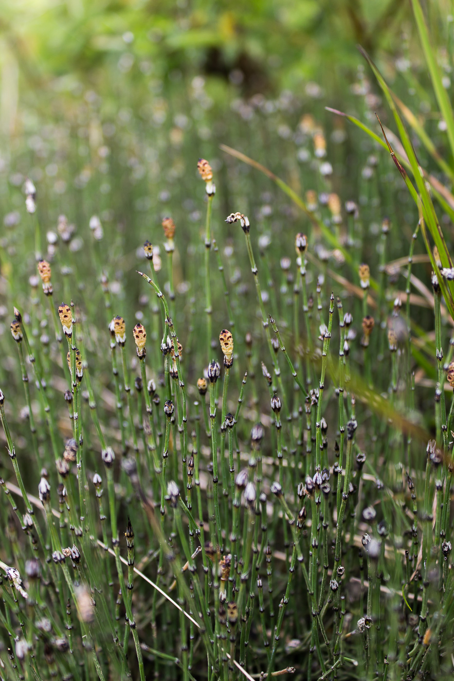 Изображение особи Equisetum variegatum.