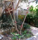 Brachychiton bidwillii. Нижняя часть цветущего дерева. Израиль, Шарон, пос. Кфар Шмариягу, в культуре во дворе. 04.05.2015.