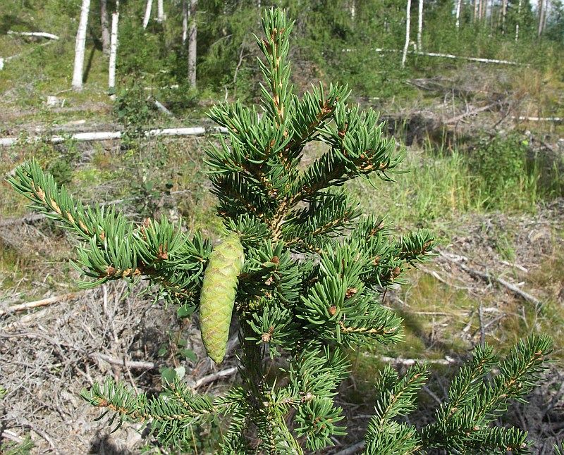 Изображение особи Picea obovata.