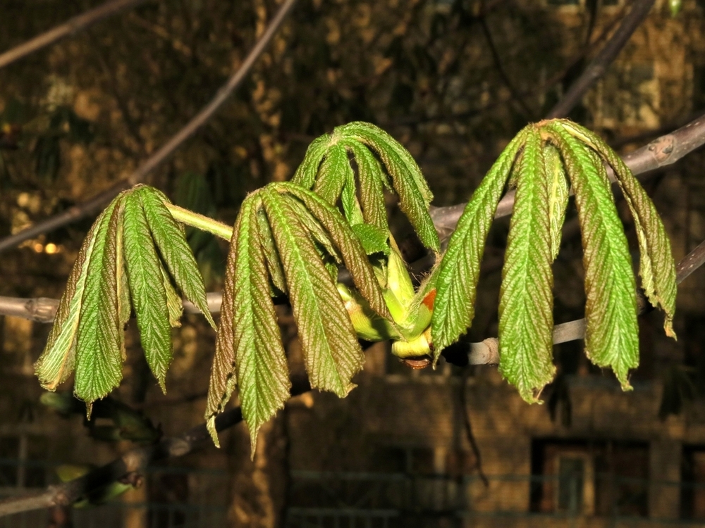 Image of Aesculus hippocastanum specimen.