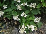 Hydrangea paniculata