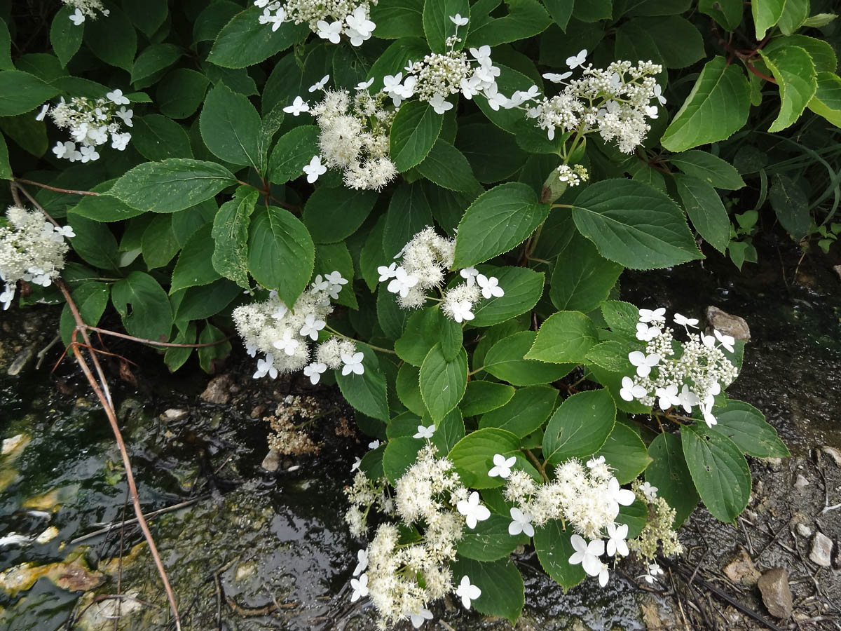 Изображение особи Hydrangea paniculata.