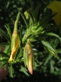 Ononis natrix subspecies angustissima. Верхушка побега с увядшим цветком и бутоном. Испания, Канарские о-ва, Гран Канария, муниципалитет Agüimes, ущелье Barranco de Guayadeque. 26 февраля 2010 г.