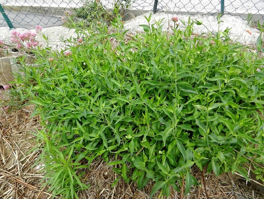 Image of Centranthus ruber specimen.