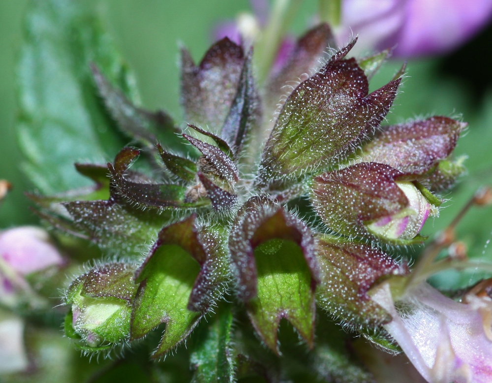 Image of Teucrium ussuriense specimen.