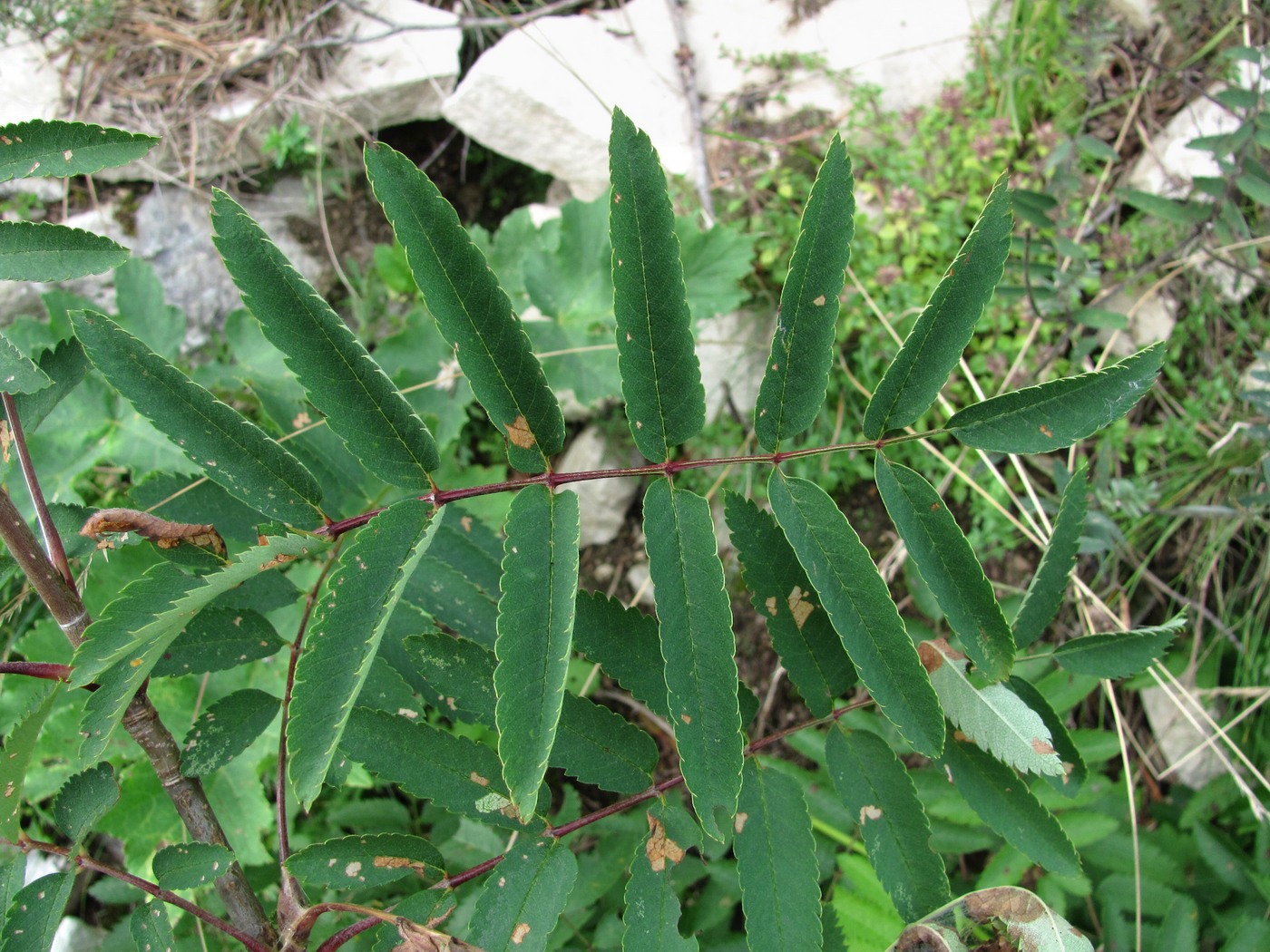 Изображение особи Sorbus aucuparia.