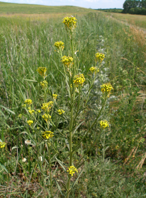 Изображение особи Erysimum hieraciifolium.