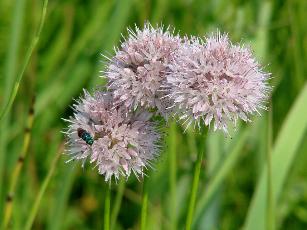 Изображение особи Allium splendens.