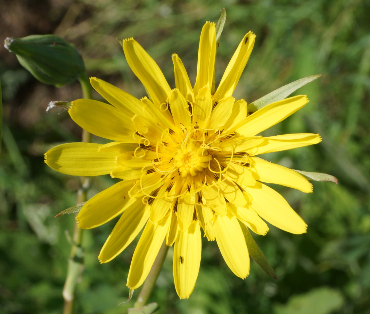 Изображение особи Tragopogon orientalis.