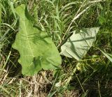 Arctium tomentosum