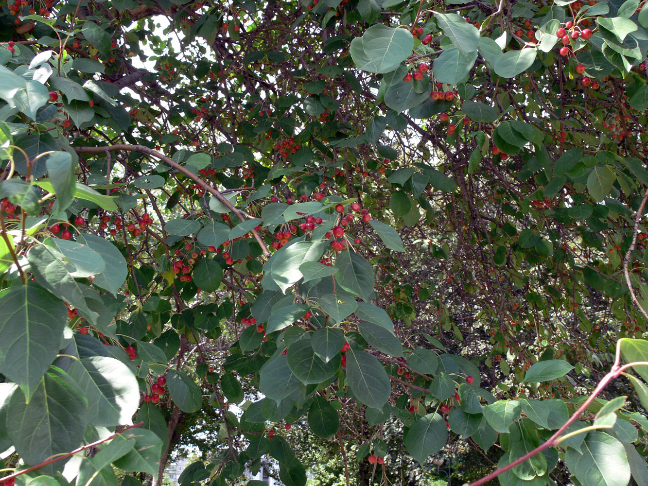 Image of Malus baccata specimen.