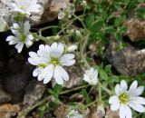 Cerastium flavescens. Верхушки побегов с цветками. Якутия (Саха), Нерюнгринский р-н, перевал Тит. 27.07.2011.