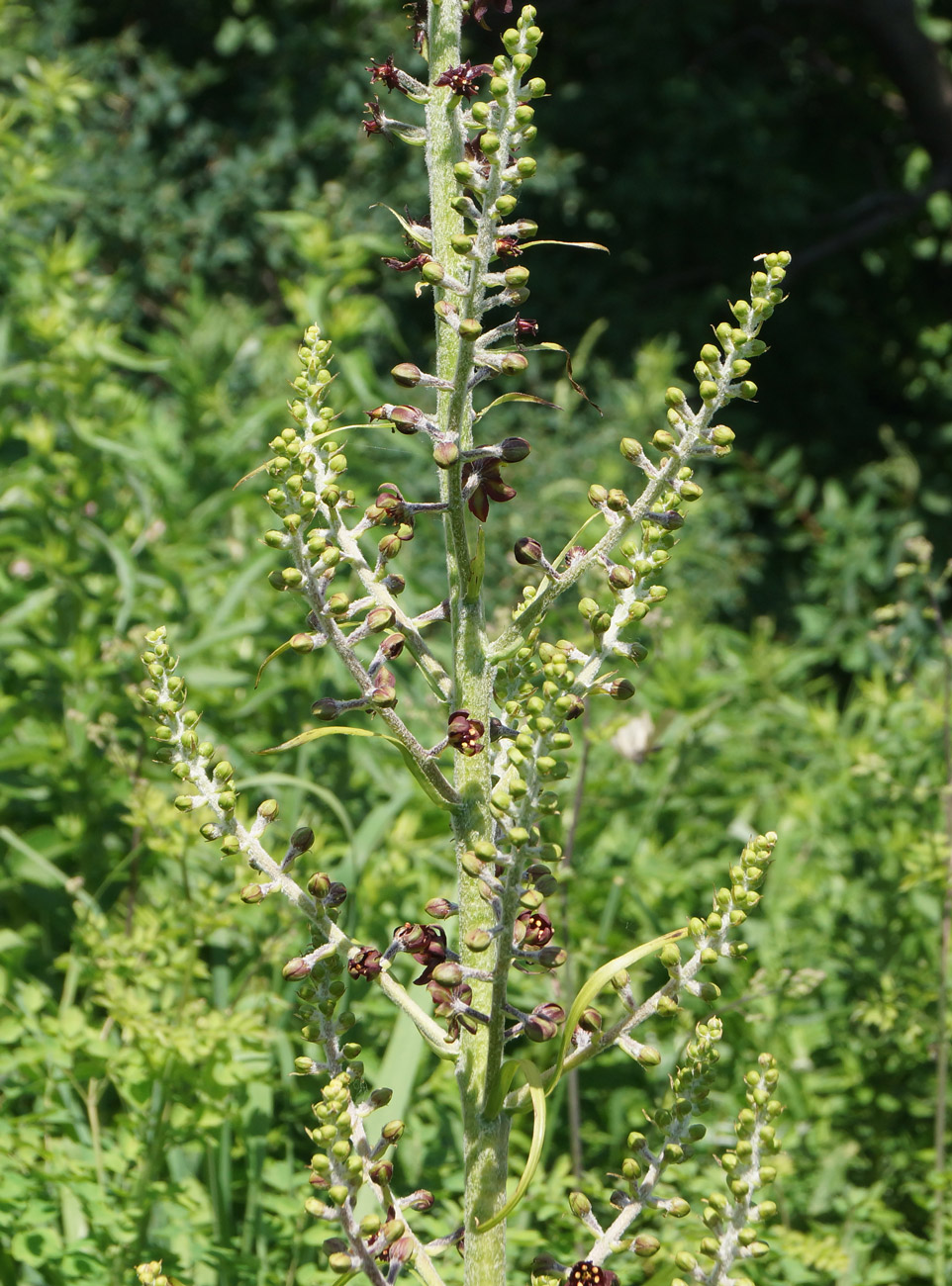 Изображение особи Veratrum nigrum.