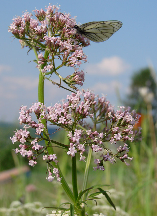 Изображение особи Valeriana alternifolia.