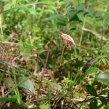 Calypso bulbosa. Отцветающее растение. Свердловская обл., окр. г. Североуральск, травяно-моховой сосняк с елью на известняках. 30.05.2007.