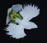 Habenaria radiata. Цветок. Приморский край, залив Восток, травяное болото. 14.08.2015.