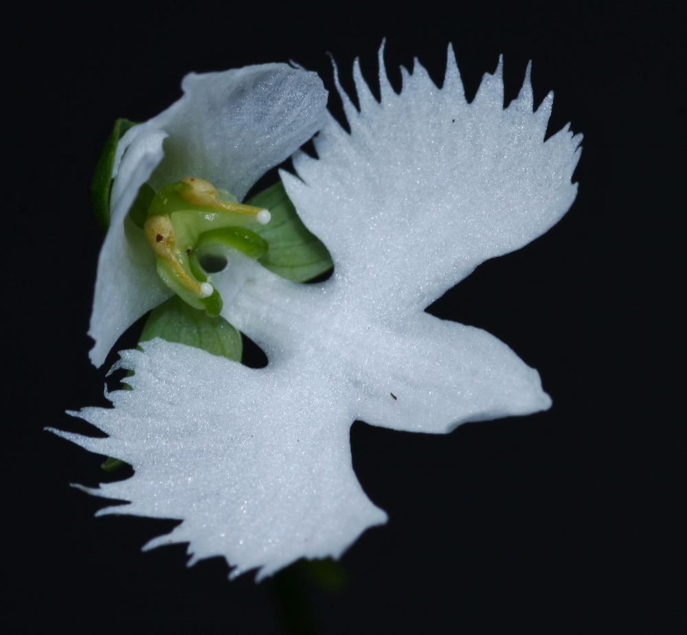 Изображение особи Habenaria radiata.