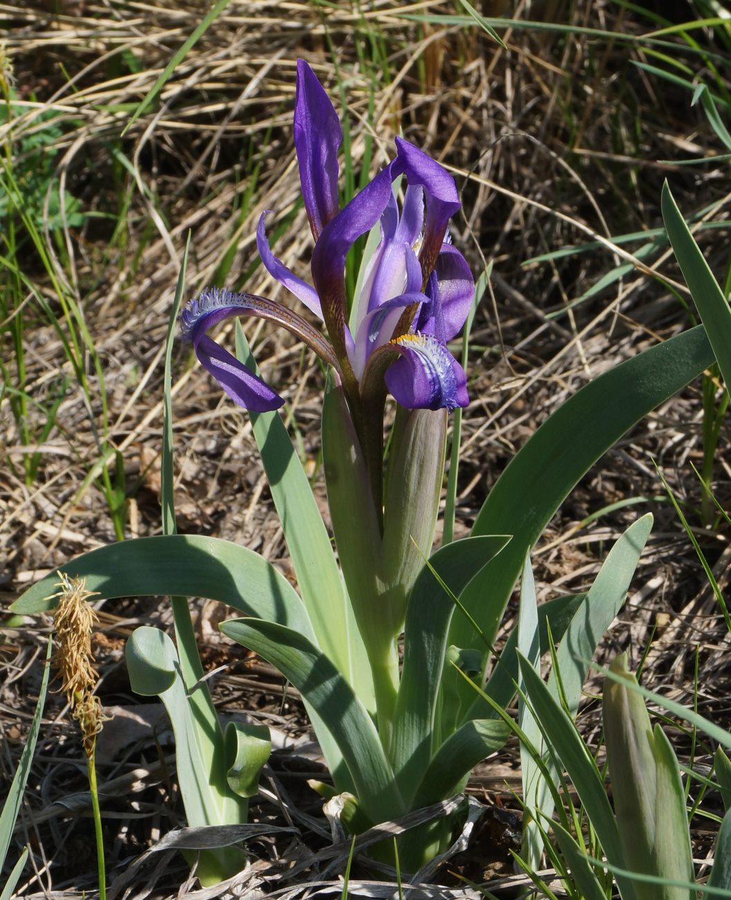 Изображение особи Iris glaucescens.