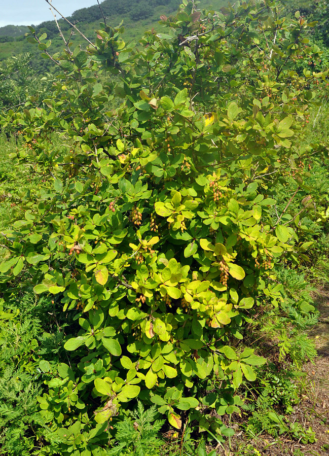 Изображение особи Berberis amurensis.