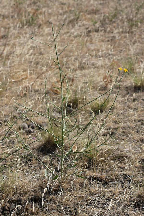 Image of genus Chondrilla specimen.