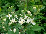 Lonicera tatarica