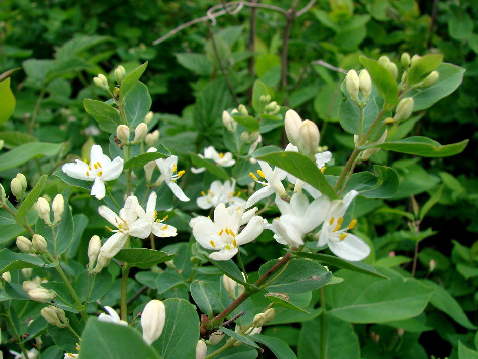 Изображение особи Lonicera tatarica.
