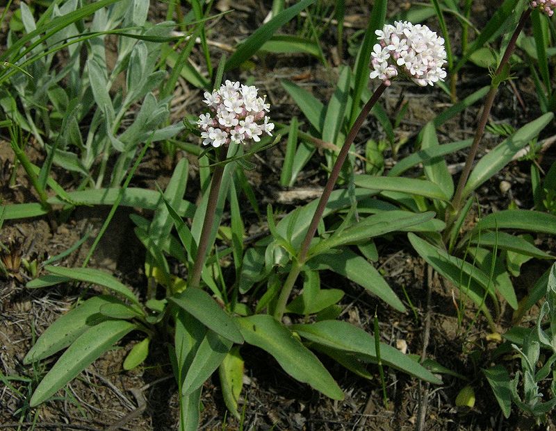 Изображение особи Valeriana tuberosa.