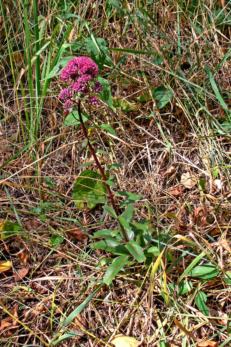 Изображение особи Hylotelephium triphyllum.