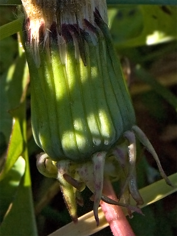 Image of Taraxacum officinale specimen.