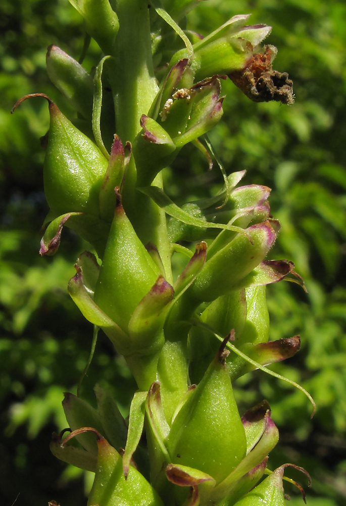 Image of Digitalis schischkinii specimen.